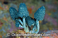 Bottlebrush Ascidian Photo - Gary Bell
