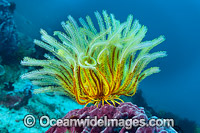 Crinoid Feather Star on Barrel sponge Photo - Gary Bell