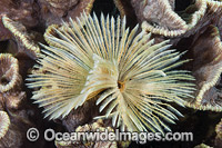 Feather Duster Worm Photo - Gary Bell