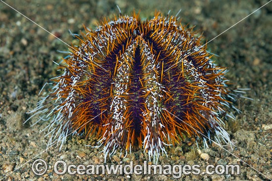 Sea Urchin Tripneustes gratilla photo