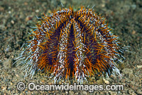 Sea Urchin Tripneustes gratilla Photo - Gary Bell