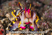Flamboyant Cuttlefish Coral Triangle Photo - Gary Bell