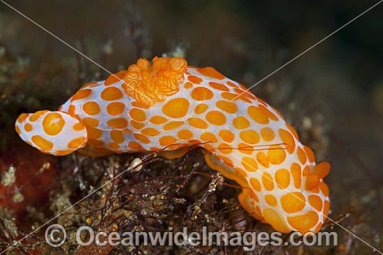 Nudibranch Gymnodoris rubropapulosa photo
