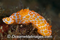 Nudibranch Gymnodoris rubropapulosa Photo - Gary Bell