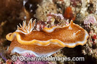 Nudibranch Glossodoris rufomarginata Photo - Gary Bell