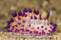 Nudibranch Janolus sp. Photo - Gary Bell