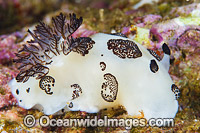 Nudibranch Jorunna funebris Photo - Gary Bell