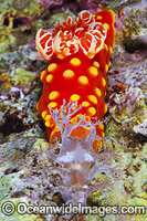 Nudibranch feeding Photo - Gary Bell