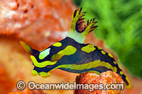Nudibranch Tambja gabrielae Photo - Gary Bell