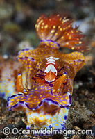 Nudibranch with commensal Shrimp Photo - Gary Bell
