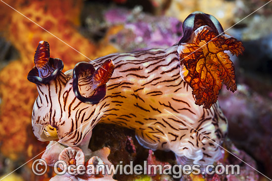 Nudibranch Sea Slug photo