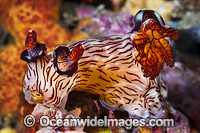 Nudibranch Sea Slug Photo - Gary Bell