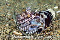 Veined Octopus hiding in a bottle Photo - Gary Bell