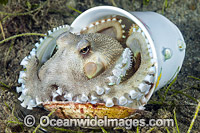 Veined Octopus hiding in tea cup Photo - Gary Bell