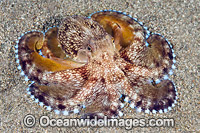 Veined Octopus Photo - Gary Bell