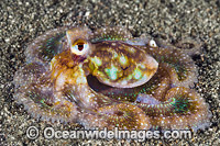 Veined Octopus Photo - Gary Bell