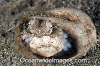 Veined Octopus hiding in shell Photo - Gary Bell