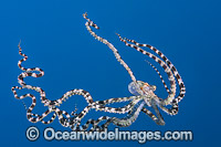 Mimic Octopus swimming Photo - Gary Bell