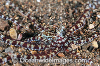 Mimic Octopus Photo - Gary Bell