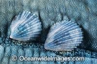 Parasitic Shell on Sea Star Photo - Gary Bell
