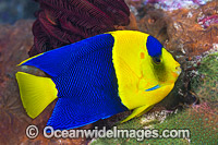 Bicolor Angelfish Centropyge bicolor Photo - Gary Bell