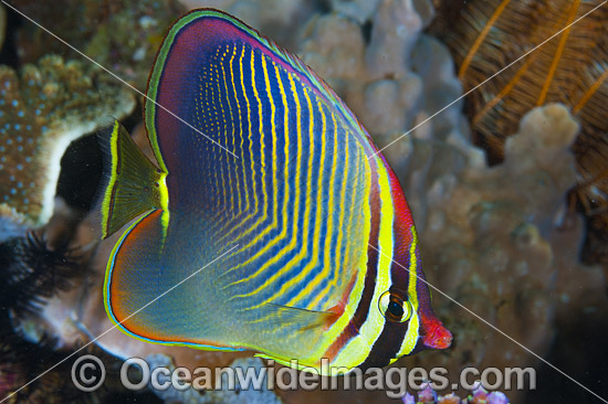 Pacific Triangular Butterflyfish photo