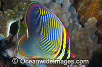 Pacific Triangular Butterflyfish Photo - Gary Bell