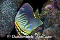 Pacific Triangular Butterflyfish Photo - Gary Bell