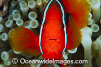 Spine-cheek Anemonefish Photo - Gary Bell