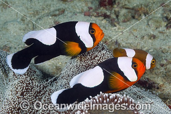Panda Clownfish adult with eggs photo