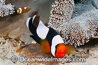 Panda Clownfish adult with eggs Photo - Gary Bell