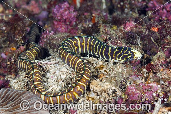 Snake Eel Myrichthys paleracio photo