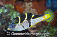 Mimic Filefish Photo - Gary Bell