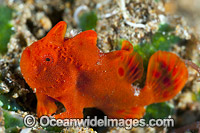 Frogfish Coral Triangle Photo - Gary Bell