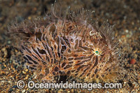 Striped Frogfish Antennarius striatus Photo - Gary Bell