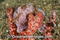 Giant Frogfish on sponge Photo - Gary Bell