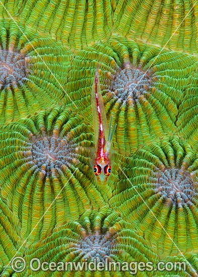 Ghost Goby resting on Favid Coral photo