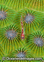 Ghost Goby resting on Favid Coral Photo - Gary Bell