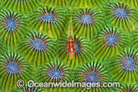 Ghost Goby resting on Favid Coral Photo - Gary Bell