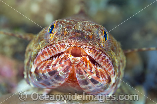Variegated Lizardfish photo