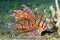 Lionfish Coral Triangle Photo - Gary Bell