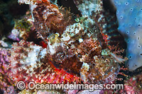 Small-scale Scorpionfish Photo - Gary Bell