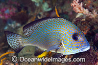 Gold-spotted Sweetlips Photo - Gary Bell