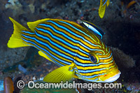 Wrasse cleaning Ribbon Sweetlips Photo - Gary Bell
