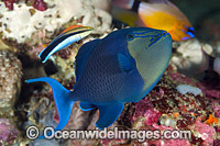 Wrasse cleaning Blue Triggerfish Photo - Gary Bell