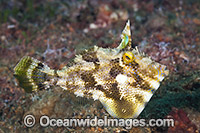 Spotted Filefish Photo - Gary Bell