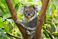 Koala resting in a tree Photo - Gary Bell