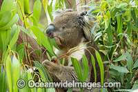 Koala eating gum leaves Photo - Gary Bell
