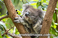 Koala scratching Photo - Gary Bell