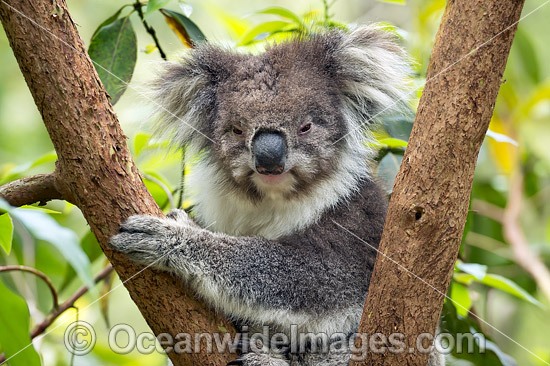 Koala Victoria photo